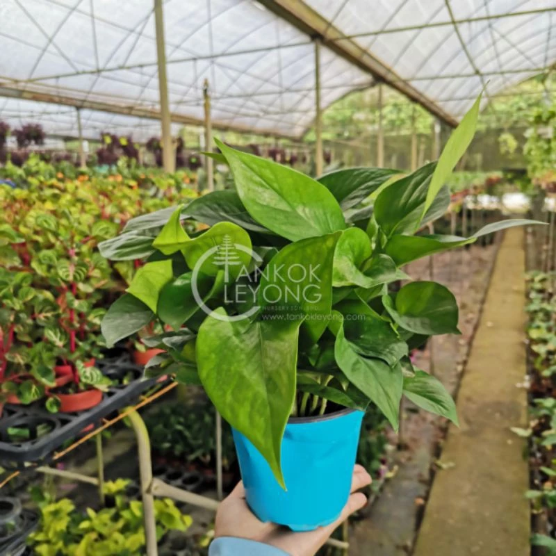 Live Plant Jade Pothos - Live Plant
