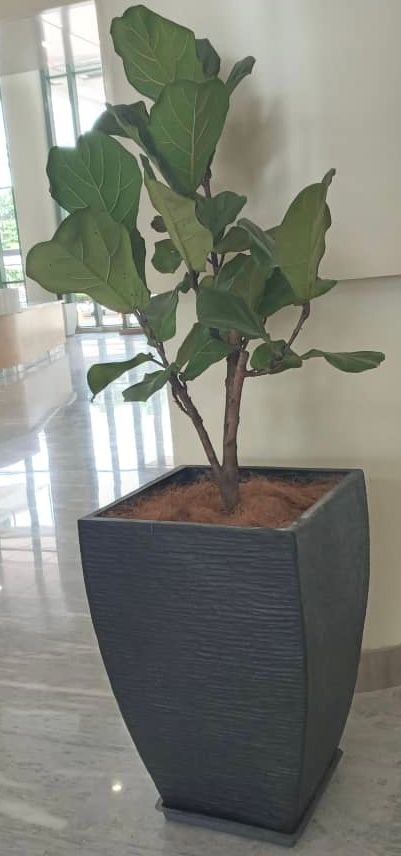 QS Pokok + Pasu