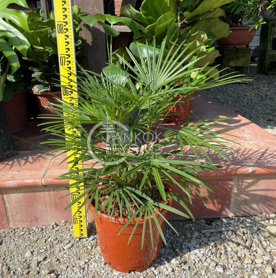 Live Plant Big Size Rhapis Multifida 70cm+- (Ladyfinger Palm) - Live Plant