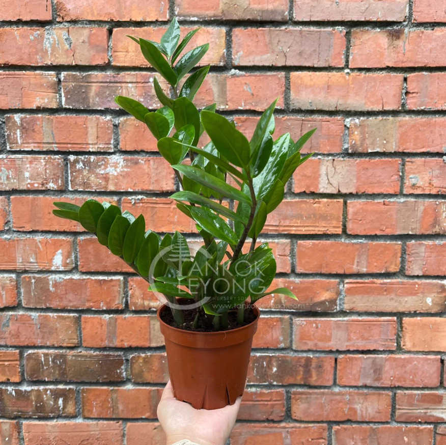 Live Plant Zamioculcas Zamiifolia Black/Green ZZ Plant - Live Plant