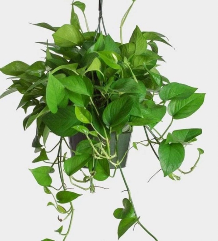 pothos golden indoor plant/ money plant