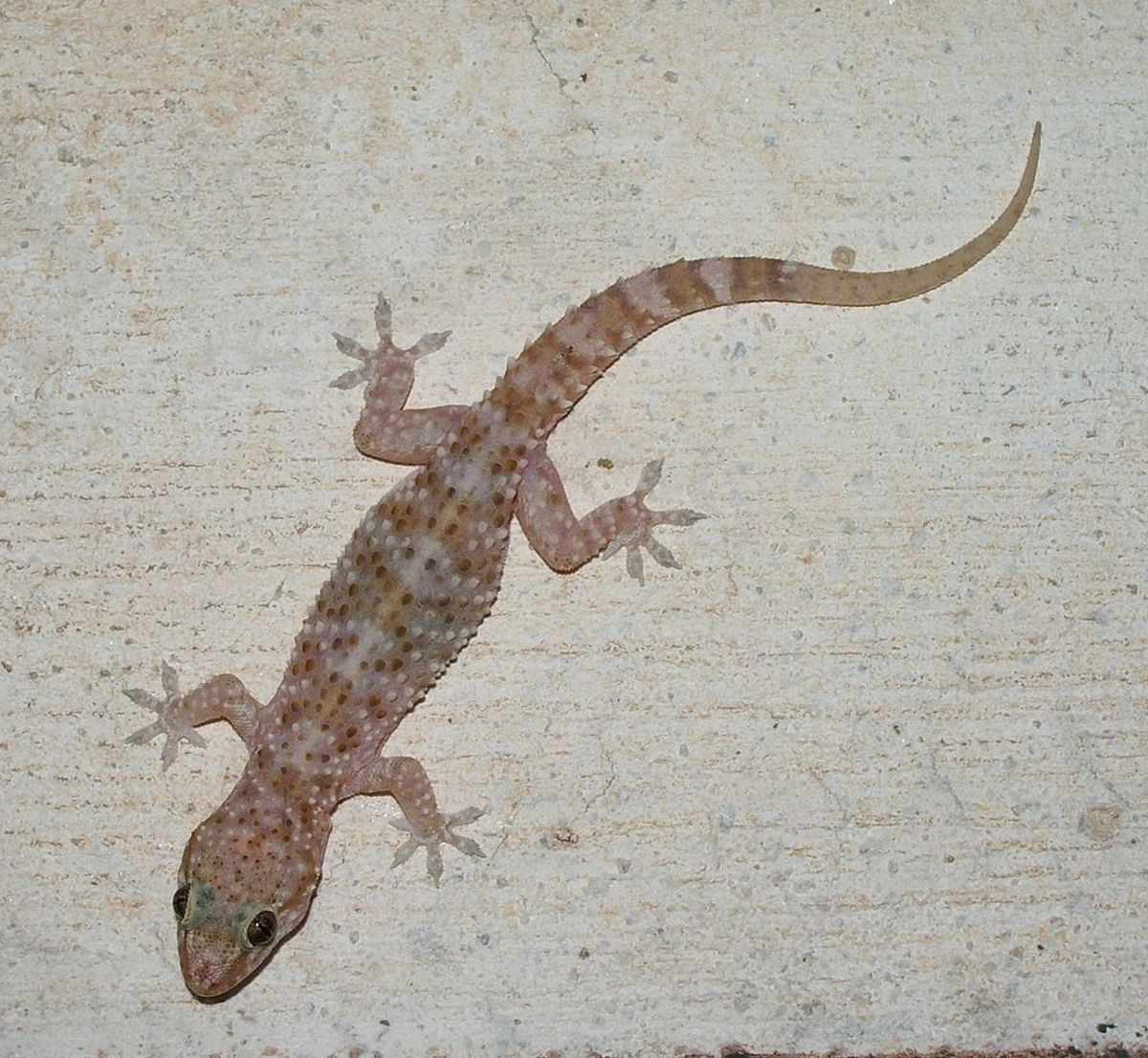 pelekat cicak (Adhesive Sticky Glue Trap Boards)