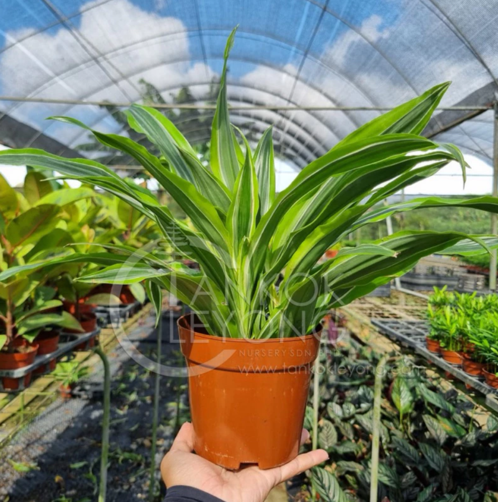 Live Plant Dracaena Fragrans Lemon Lime - Live Plant