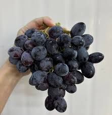 Australia Sweet Favours Black Seedless Grapes