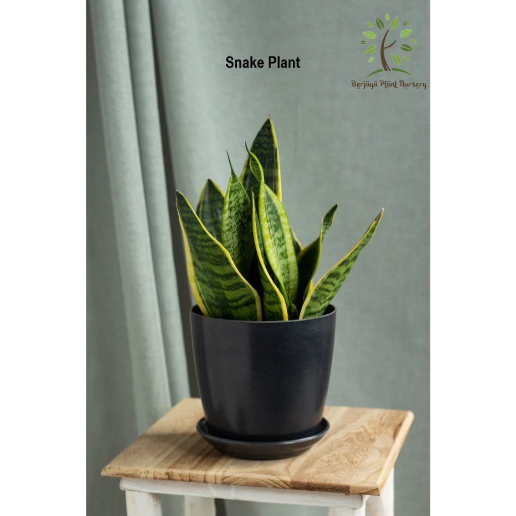 OEM Pokok Hiasan Dalam Rumah / Live Indoor Plant
