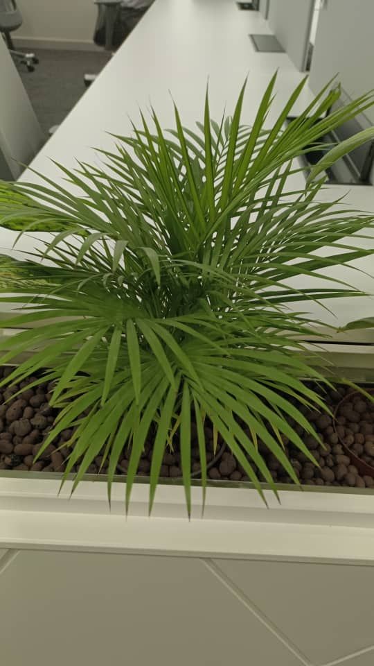 QS Pokok Javapalm